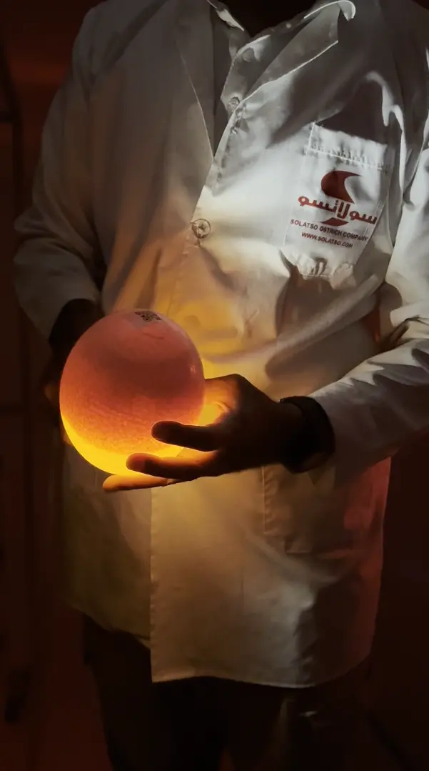 Egg candling workflow