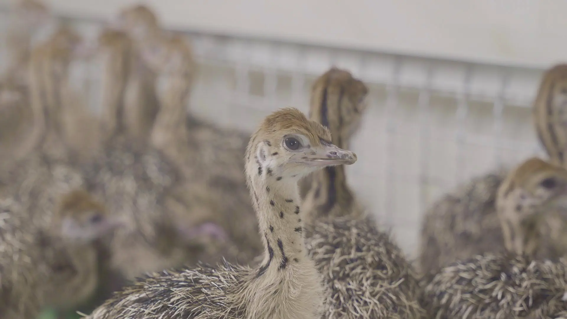 Ostrich chick