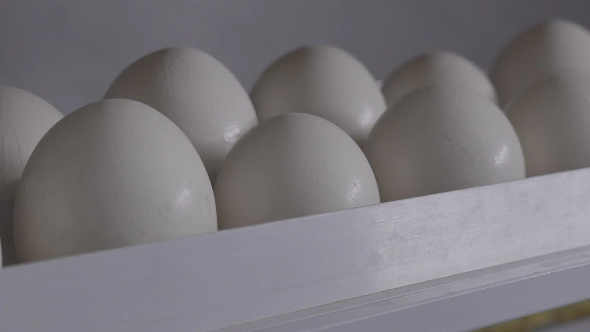 Ostrich eggs