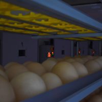 incubation & Egg-min